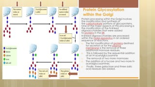 Protein processing within the Golgi involves
the modification and synthesis of
the carbohydrate portions of glycoproteins.
One of the major aspects of this processing is
the modification of the N-linked
oligosaccharides that were added
to proteins in the ER.
N-linked oligosaccharides are processed
within the Golgi apparatus in an ordered
sequence of reactions.
a. The first modification of proteins destined
for secretion or for the plasma
membrane is the removal of three
additional mannose residues.
b. This is followed by the sequential addition
of an N-acetylglucosamine
c. The removal of two more mannoses
d. The addition of a fucose and two more N-
acetylglucosamines.
e. Finally, three galactose and three sialic
acid residues are added.
Protein Glycosylation
within the Golgi
 