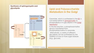 Ceramide, which is synthesized in the ER, is
converted either to sphingomyelin (a
phospholipid) or to glycolipids in the Golgi
apparatus.
In the first reaction, a phosphorylcholine
group is transferred from
phosphatidylcholine to ceramide.
Alternatively, a variety of different
glycolipids can be synthesized by the
addition of one or more sugar residues
(e.g., glucose).
Lipid and Polysaccharide
Metabolism in the Golgi
Synthesis of sphingomyelin and
glycolipids
 