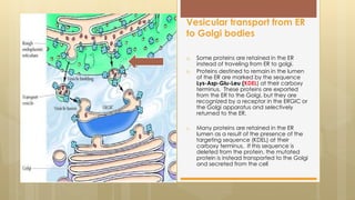 a. Some proteins are retained in the ER
instead of traveling from ER to golgi.
b. Proteins destined to remain in the lumen
of the ER are marked by the sequence
Lys-Asp-Glu-Leu (KDEL) at their carboxy
terminus. These proteins are exported
from the ER to the Golgi, but they are
recognized by a receptor in the ERGIC or
the Golgi apparatus and selectively
returned to the ER.
c. Many proteins are retained in the ER
lumen as a result of the presence of the
targeting sequence (KDEL) at their
carboxy terminus. If this sequence is
deleted from the protein, the mutated
protein is instead transported to the Golgi
and secreted from the cell
Vesicular transport from ER
to Golgi bodies
 