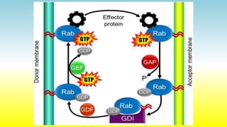 Sortagging Reaction Protein sorting & targeting.pptx by SOMESH Govt. Nehru PG College | PPTX