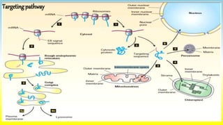 Complex Target Pathway Protein sorting & targeting.pptx by SOMESH Govt. Nehru PG College | PPTX