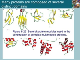 Protein Constructure Proteins Part 2, Proteins secondary, tertiary, and quaternary structure.ppt