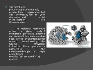 The membrane protein chaperones not only prevent their aggregation, but also accompany you to your destination and assist in the insertion into the membrane.  The molecular mechanism of how a given family of membrane proteins is directed and inserted into membranes has been solved by an international research team involving the Goethe University in Frankfurt. These proteins are anchored in the membrane through a single propeller and so called "tail anchored" (TA) protein. 