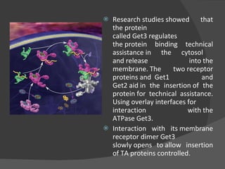 Research studies showed that the protein called Get3 regulates the protein binding technical assistance in the cytosol  and release into the membrane. The two receptor proteins and  Get1 and Get2 aid in the insertion of the protein for technical assistance. Using overlay interfaces for interaction with the ATPase Get3.  Interaction with its membrane receptor dimer Get3 slowly opens to allow insertion of TA proteins controlled. 