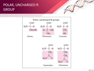 POLAR, UNCHARGED R
GROUP
 