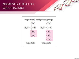 NEGATIVELY CHARGED R
GROUP (ACIDIC)
 