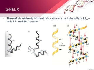 α-HELIX
• The α-helix is a stable right-handed helical structure and is also called a 3.613 –
helix. It is a rod-like structure.
 