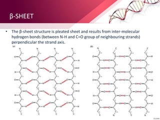 β-SHEET
• The β-sheet structure is pleated sheet and results from inter-molecular
hydrogen bonds (between N-H and C=O group of neighbouring strands)
perpendicular the strand axis.
 