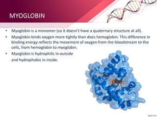 MYOGLOBIN
• Myoglobin is a monomer (so it doesn't have a quaternary structure at all).
• Myoglobin binds oxygen more tightly than does hemoglobin. This difference in
binding energy reflects the movement of oxygen from the bloodstream to the
cells, from hemoglobin to myoglobin.
• Myoglobin is hydrophilic in outside
and hydrophobic in inside.
 