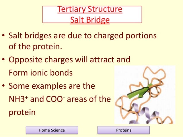 structure salt in tertiary of proteins bridges Proteins structure salt in tertiary of proteins bridges Proteins