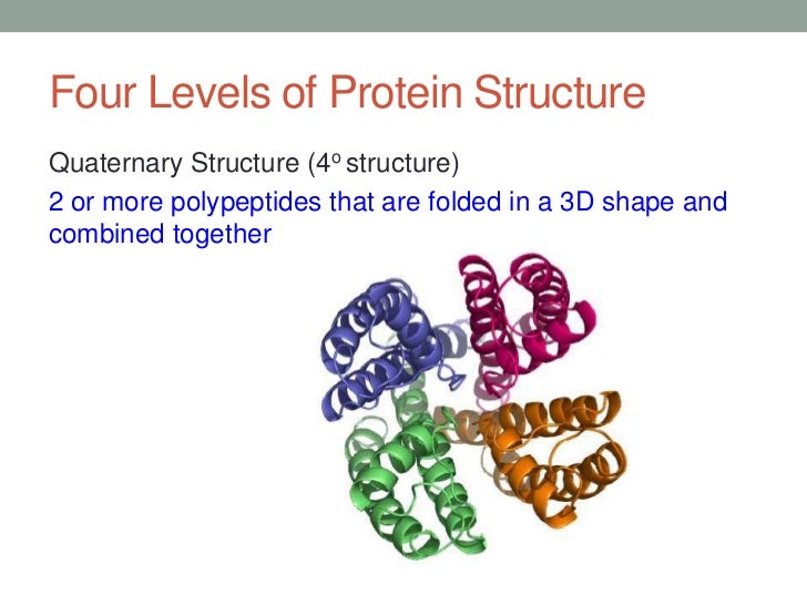 Four Types Of Protein Structure