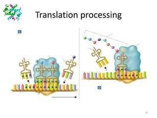 Translation Example Image Processing Proteins structure and role in gene expression | PPTX