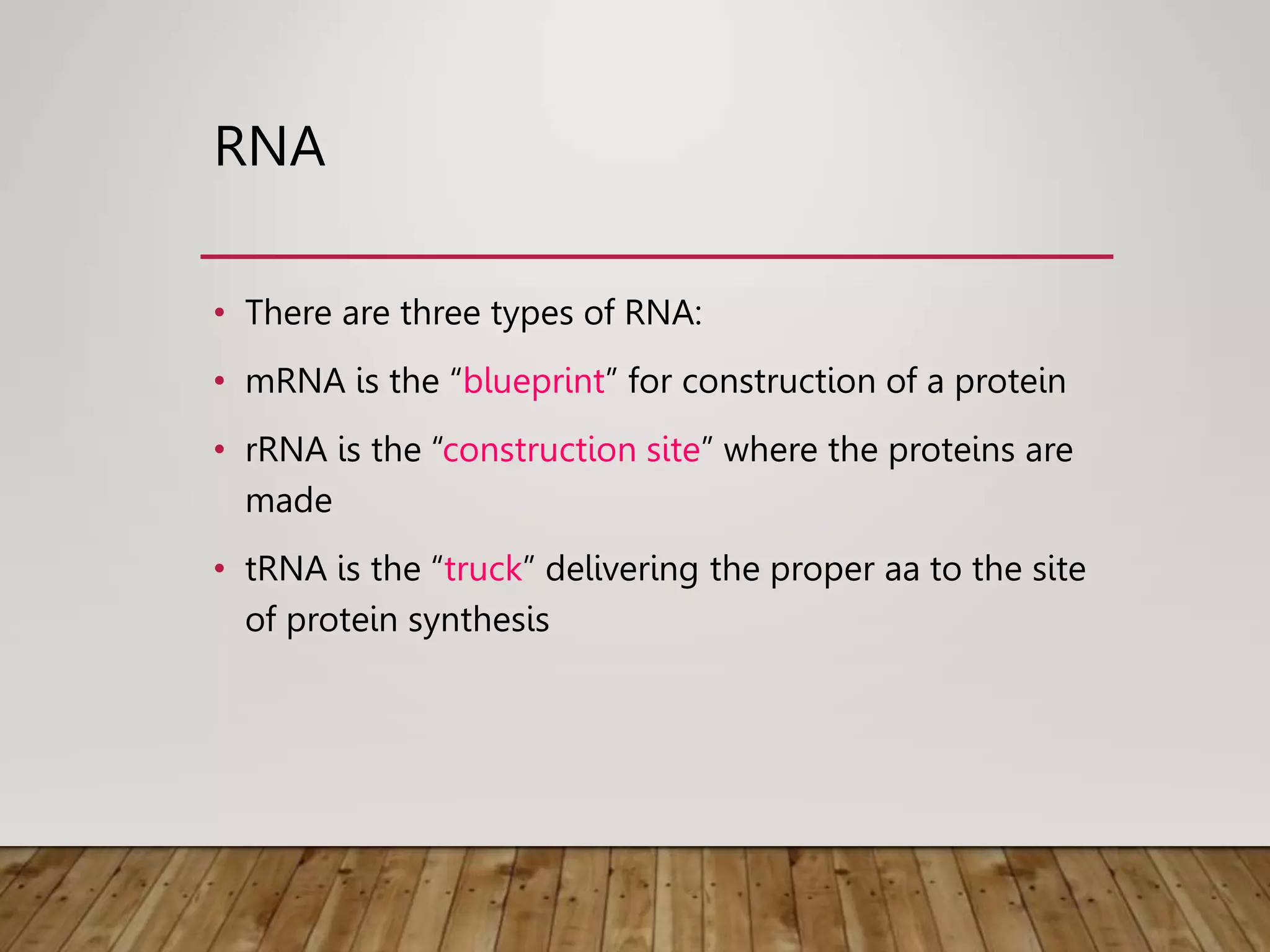 RNA
• There are three types of RNA:
• mRNA is the “blueprint” for construction of a protein
• rRNA is the “construction site” where the proteins are
made
• tRNA is the “truck” delivering the proper aa to the site
of protein synthesis
 