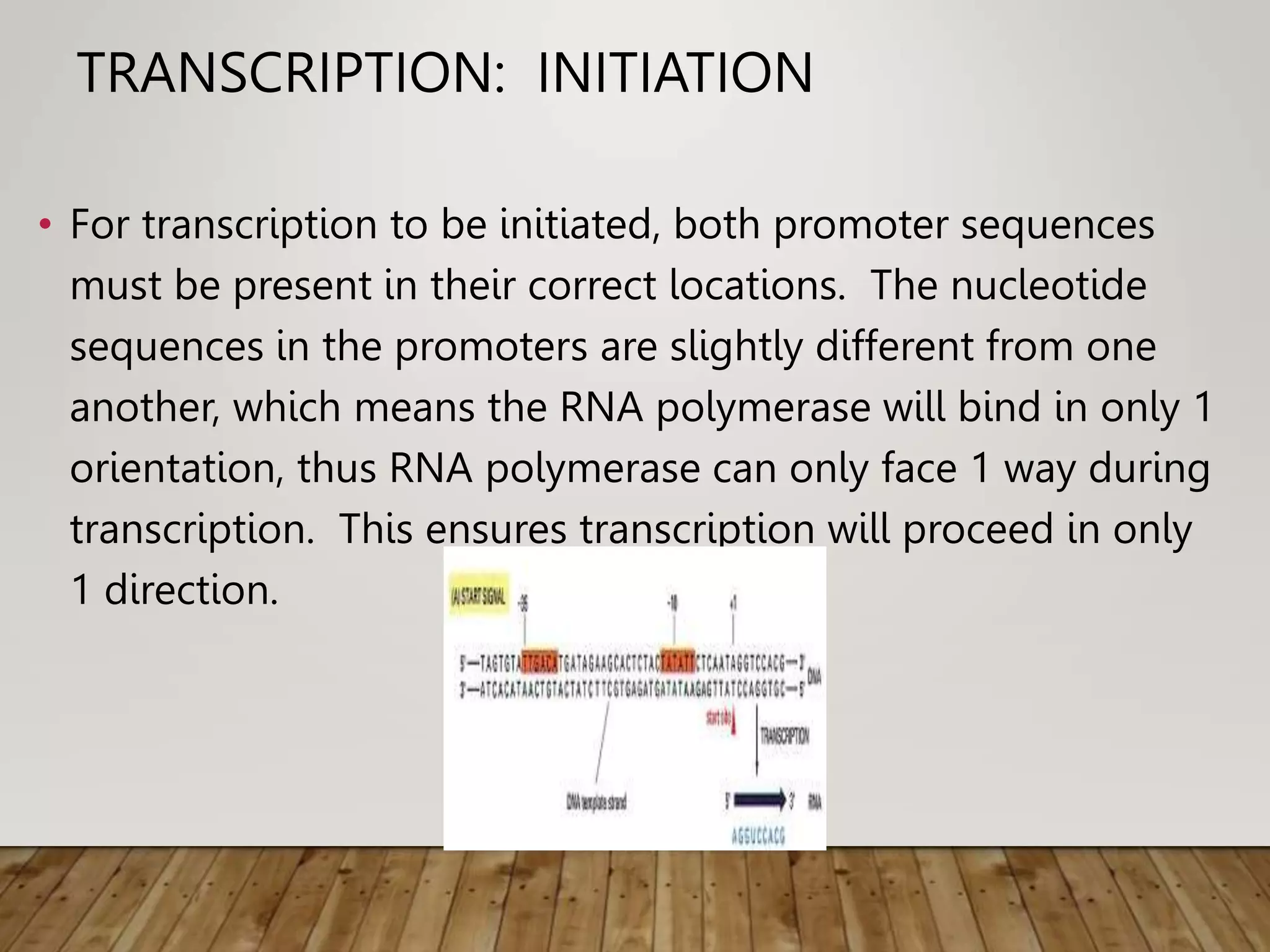 TRANSCRIPTION: INITIATION
• For transcription to be initiated, both promoter sequences
must be present in their correct locations. The nucleotide
sequences in the promoters are slightly different from one
another, which means the RNA polymerase will bind in only 1
orientation, thus RNA polymerase can only face 1 way during
transcription. This ensures transcription will proceed in only
1 direction.
 