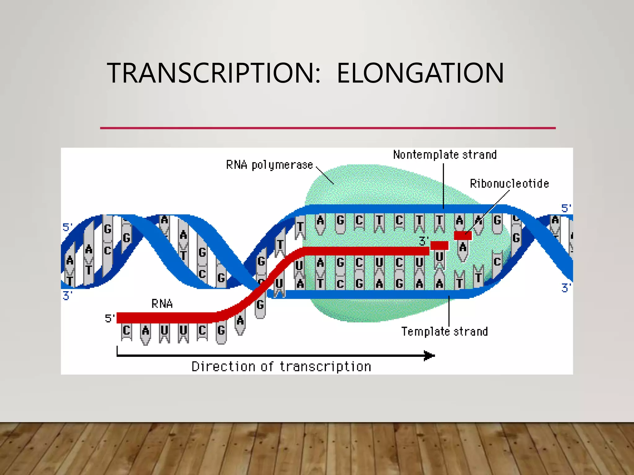 TRANSCRIPTION: ELONGATION
 