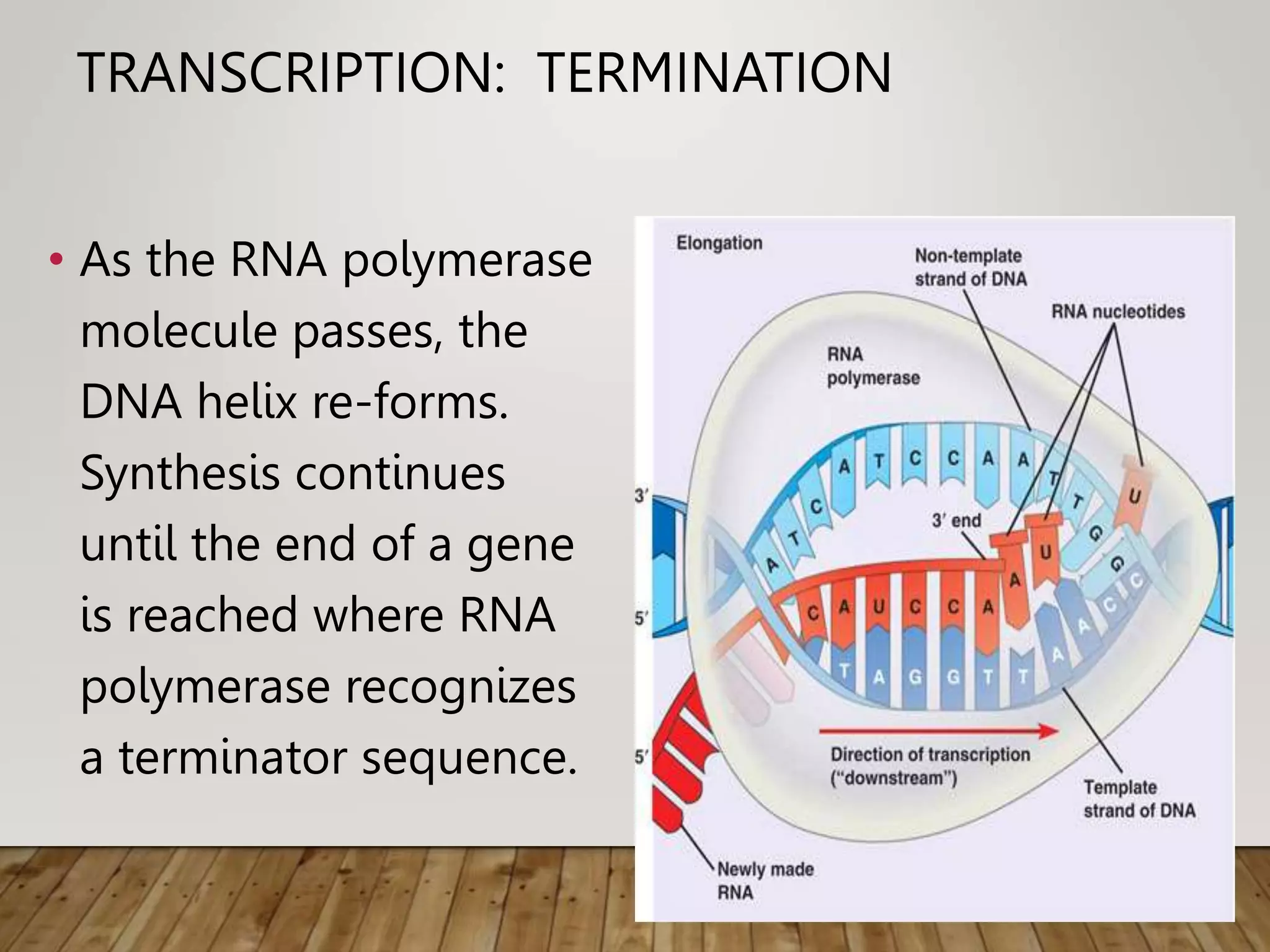 TRANSCRIPTION: TERMINATION
• As the RNA polymerase
molecule passes, the
DNA helix re-forms.
Synthesis continues
until the end of a gene
is reached where RNA
polymerase recognizes
a terminator sequence.
 