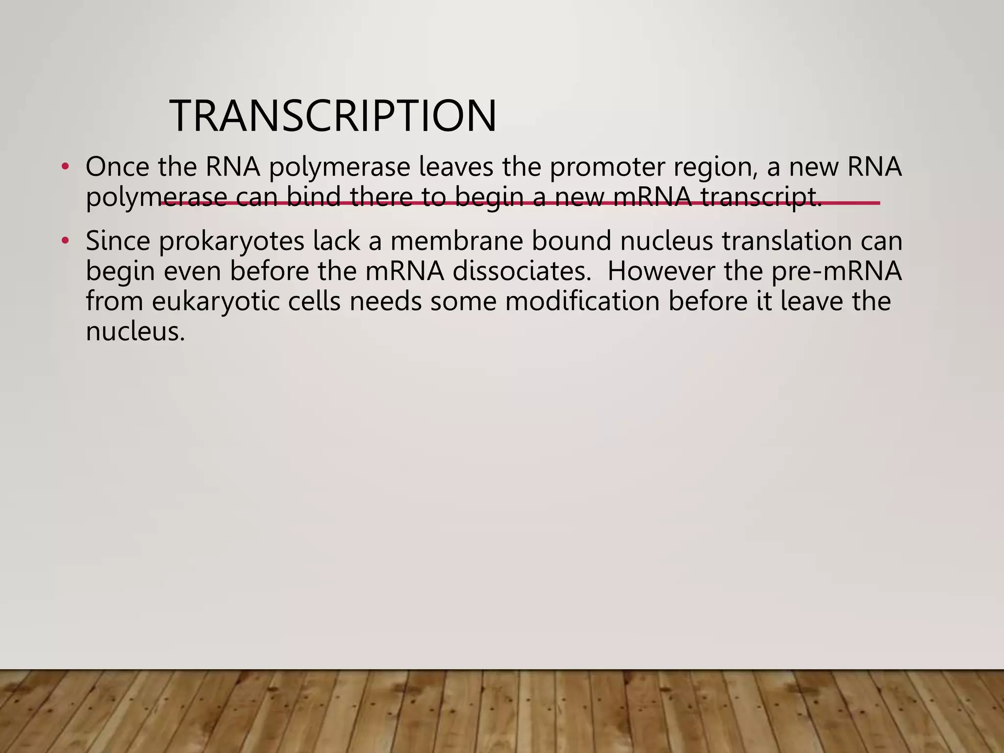 TRANSCRIPTION
• Once the RNA polymerase leaves the promoter region, a new RNA
polymerase can bind there to begin a new mRNA transcript.
• Since prokaryotes lack a membrane bound nucleus translation can
begin even before the mRNA dissociates. However the pre-mRNA
from eukaryotic cells needs some modification before it leave the
nucleus.
 