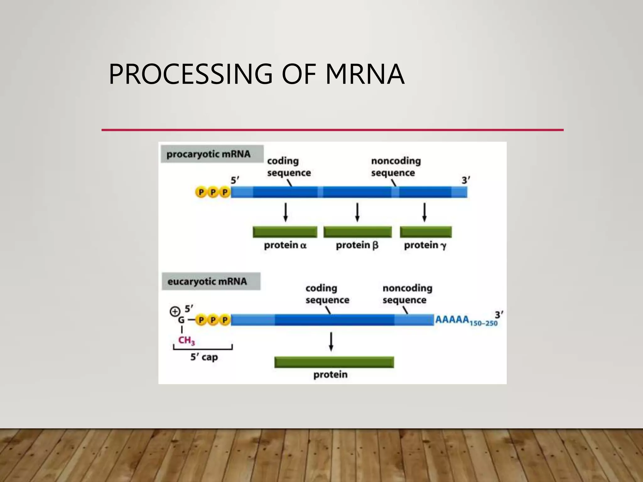 PROCESSING OF MRNA
 