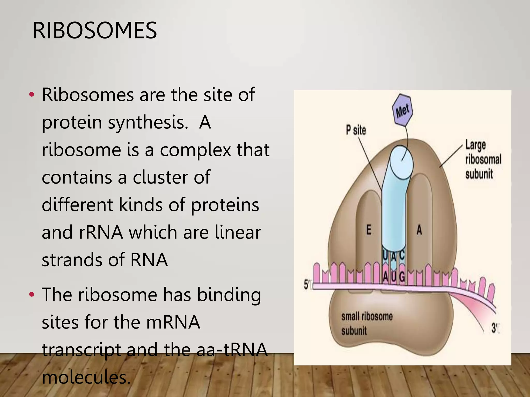 RIBOSOMES
• Ribosomes are the site of
protein synthesis. A
ribosome is a complex that
contains a cluster of
different kinds of proteins
and rRNA which are linear
strands of RNA
• The ribosome has binding
sites for the mRNA
transcript and the aa-tRNA
molecules.
 
