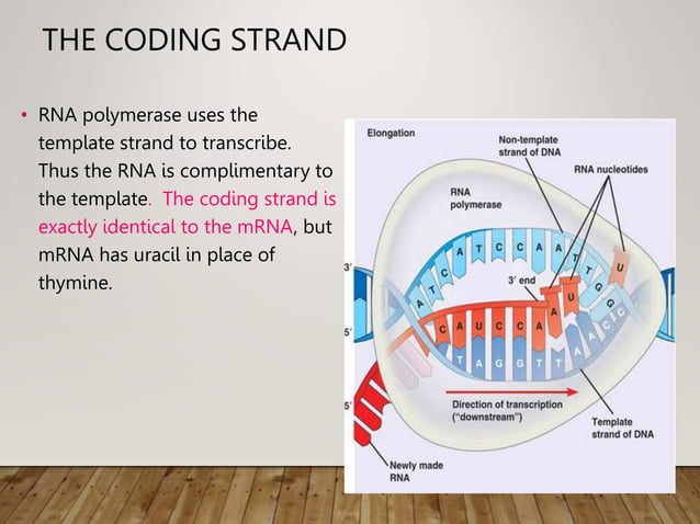 Proteins synthesis.ppt