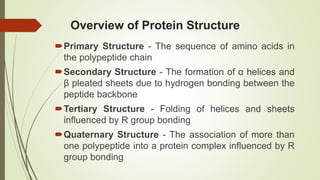 Overview of Protein Structure
Primary Structure - The sequence of amino acids in
the polypeptide chain
Secondary Structure - The formation of α helices and
β pleated sheets due to hydrogen bonding between the
peptide backbone
Tertiary Structure - Folding of helices and sheets
influenced by R group bonding
Quaternary Structure - The association of more than
one polypeptide into a protein complex influenced by R
group bonding
 