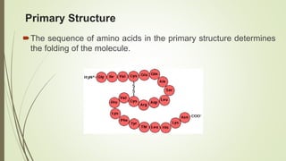 Primary Structure
The sequence of amino acids in the primary structure determines
the folding of the molecule.
 