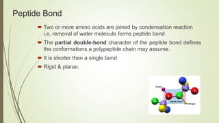 Peptide Bond
 Two or more amino acids are joined by condensation reaction
i.e, removal of water molecule forms peptide bond
 The partial double-bond character of the peptide bond defines
the conformations a polypeptide chain may assume.
 It is shorter then a single bond
 Rigid & planar.
 