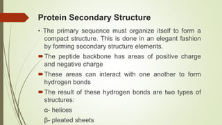 Protein Secondary Structure
• The primary sequence must organize itself to form a
compact structure. This is done in an elegant fashion
by forming secondary structure elements.
The peptide backbone has areas of positive charge
and negative charge
These areas can interact with one another to form
hydrogen bonds
The result of these hydrogen bonds are two types of
structures:
α- helices
β- pleated sheets
 