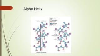 Alpha Helix
 