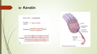 α- Keratin
 