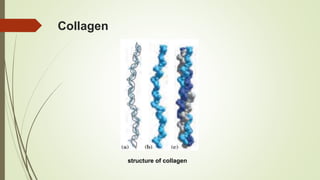 Collagen
structure of collagen
 