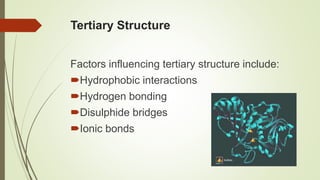 Tertiary Structure
Factors influencing tertiary structure include:
Hydrophobic interactions
Hydrogen bonding
Disulphide bridges
Ionic bonds
 