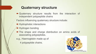 Quaternary structure
 Quaternary structure results from the interaction of
independent polypeptide chains
Factors influencing quaternary structure include:
 Hydrophobic interactions
 Hydrogen bonding
 The shape and charge distribution on amino acids of
associating polypeptides.
e.g., Haemoglobin made up of
4 polypeptide chains.
 