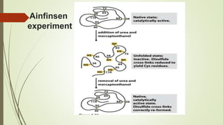 Ainfinsen
experiment
 