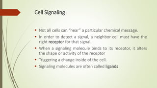 Cell Signaling
 Not all cells can “hear” a particular chemical message.
 In order to detect a signal, a neighbor cell must have the
right receptor for that signal.
 When a signaling molecule binds to its receptor, it alters
the shape or activity of the receptor
 Triggering a change inside of the cell.
 Signaling molecules are often called ligands
 