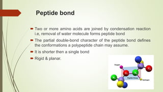 Peptide bond
 Two or more amino acids are joined by condensation reaction
i.e, removal of water molecule forms peptide bond
 The partial double-bond character of the peptide bond defines
the conformations a polypeptide chain may assume.
 It is shorter then a single bond
 Rigid & planar.
 
