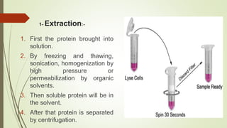 1- Extraction:-
1. First the protein brought into
solution.
2. By freezing and thawing,
sonication, homogenization by
high pressure or
permeabilization by organic
solvents.
3. Then soluble protein will be in
the solvent.
4. After that protein is separated
by centrifugation.
 