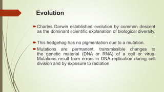 Evolution
Charles Darwin established evolution by common descent
as the dominant scientific explanation of biological diversity.
This hedgehog has no pigmentation due to a mutation.
Mutations are permanent, transmissible changes to
the genetic material (DNA or RNA) of a cell or virus.
Mutations result from errors in DNA replication during cell
division and by exposure to radiation
 
