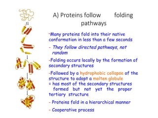 A) Proteins follow folding
pathways
-Many proteins fold into their native
conformation in less than a few seconds
- They follow directed pathways, not
random
-Folding occurs locally by the formation of
secondary structures
-Followed by a hydrophobic collapse of the
structure to adopt a molten globule
= has most of the secondary structures
formed but not yet the proper
tertiary structure
- Proteins fold in a hierarchical manner
- Cooperative process
 