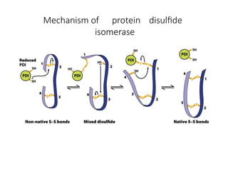 Mechanism of protein disulfide
isomerase
 