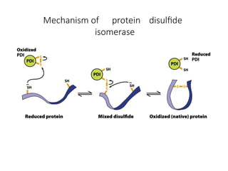 Mechanism of protein disulfide
isomerase
 