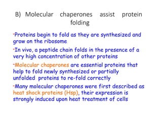 B) Molecular chaperones assist protein
folding
-Proteins begin to fold as they are synthesized and
grow on the ribosome
-In vivo, a peptide chain folds in the presence of a
very high concentration of other proteins
-Molecular chaperones are essential proteins that
help to fold newly synthesized or partially
unfolded proteins to re-fold correctly
-Many molecular chaperones were first described as
heat shock proteins (Hsp), their expression is
strongly induced upon heat treatment of cells
 
