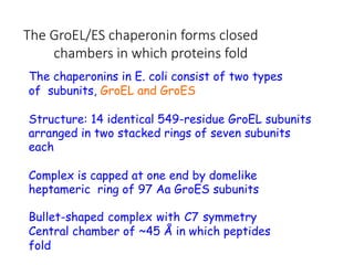 The GroEL/ES chaperonin forms closed
chambers in which proteins fold
The chaperonins in E. coli consist of two types
of subunits, GroEL and GroES
Structure: 14 identical 549-residue GroEL subunits
arranged in two stacked rings of seven subunits
each
Complex is capped at one end by domelike
heptameric ring of 97 Aa GroES subunits
Bullet-shaped complex with C7 symmetry
Central chamber of ~45 Å in which peptides
fold
 