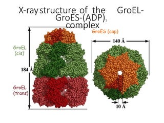 X-raystructure of the GroEL-
GroES-(ADP)7
complex
GroES (cap)
GroEL
(cis)
GroEL
(trans)
 
