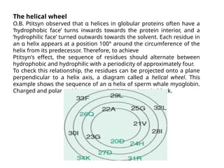 The helical wheel
O.B. Ptitsyn observed that α helices in globular proteins often have a
‘hydrophobic face’ turns inwards towards the protein interior, and a
‘hydrophilic face’ turned outwards towards the solvent. Each residue in
an α helix appears at a position 100° around the circumference of the
helix from its predecessor. Therefore, to achieve
Ptitsyn's effect, the sequence of residues should alternate between
hydrophobic and hydrophilic with a periodicity of approximately four.
To check this relationship, the residues can be projected onto a plane
perpendicular to a helix axis, a diagram called a helical wheel. This
example shows the sequence of an α helix of sperm whale myoglobin.
Charged and polar residues appear in green; others in black.
 