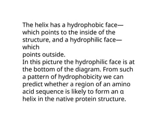 The helix has a hydrophobic face—
which points to the inside of the
structure, and a hydrophilic face—
which
points outside.
In this picture the hydrophilic face is at
the bottom of the diagram. From such
a pattern of hydrophobicity we can
predict whether a region of an amino
acid sequence is likely to form an α
helix in the native protein structure.
 