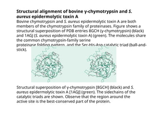 Structural alignment of bovine γ-chymotrypsin and S.
aureus epidermolytic toxin A
Bovine chymotrypsin and S. aureus epidermolytic toxin A are both
members of the chymotrypsin family of proteinases. Figure shows a
structural superposition of PDB entries 8GCH (γ-chymotrypsin) (black)
and 1AGJ (S. aureus epidermolytic toxin A) (green). The molecules share
the common chymotrypsin-family serine
proteinase folding pattern, and the Ser-His-Asp catalytic triad (ball-and-
stick).
Structural superposition of γ-chymotrypsin [8GCH] (black) and S.
aureus epidermolytic toxin A [1AGJ] (green). The sidechains of the
catalytic triads are shown. Observe that the region around the
active site is the best-conserved part of the protein.
 