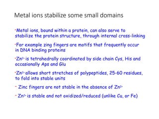 Metal ions stabilize some small domains
-Metal ions, bound within a protein, can also serve to
stabilize the protein structure, through internal cross-linking
-For example zing fingers are motifs that frequently occur
in DNA binding proteins
-Zn2+ is tetrahedrally coordinated by side chain Cys, His and
occasionally Aps and Glu
-Zn2+ allows short stretches of polypeptides, 25-60 residues,
to fold into stable units
- Zinc fingers are not stable in the absence of Zn2+
- Zn2+ is stable and not oxidized/reduced (unlike Cu, or Fe)
 
