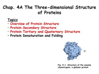 Chap. 4A The Three-dimensional Structure
of Proteins
Topics
• Overview of Protein Structure
• Protein Secondary Structure
• Protein Tertiary and Quaternary Structure
• Protein Denaturation and Folding
Fig. 4-1. Structure of the enzyme
chymotrypsin, a globular protein
 