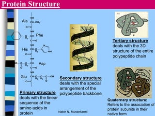 Protein Structure
NH
CH
C
CH3
NH
O
CH
C
C
H2
NH
O
CH
C
C
H2
NH
O
N
NH
CH
C
C
H2
NH
O
C
HO
O
CH
C
C
H2
C
H2
C OH
O
O
Primary structure
deals with the linear
sequence of the
amino acids in
protein
Secondary structure
deals with the special
arrangement of the
polypeptide backbone
Tertiary structure
deals with the 3D
structure of the entire
polypeptide chain
Quaternary structure:
Refers to the association of
protein subunits in their
native form
Ala
Phe
His
Asp
Glu
Nabin N. Munankarmi
 